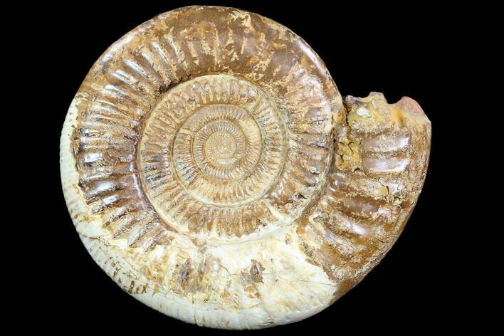 Large, Ammonite (Perisphinctes) Fossil - Jurassic #102524